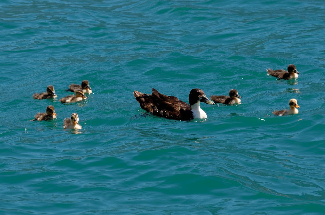Italië-Limone-sul-Garda-Gardameer-5