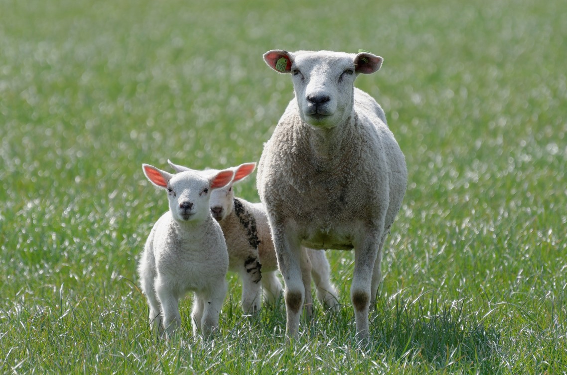 Lammetjes - 3