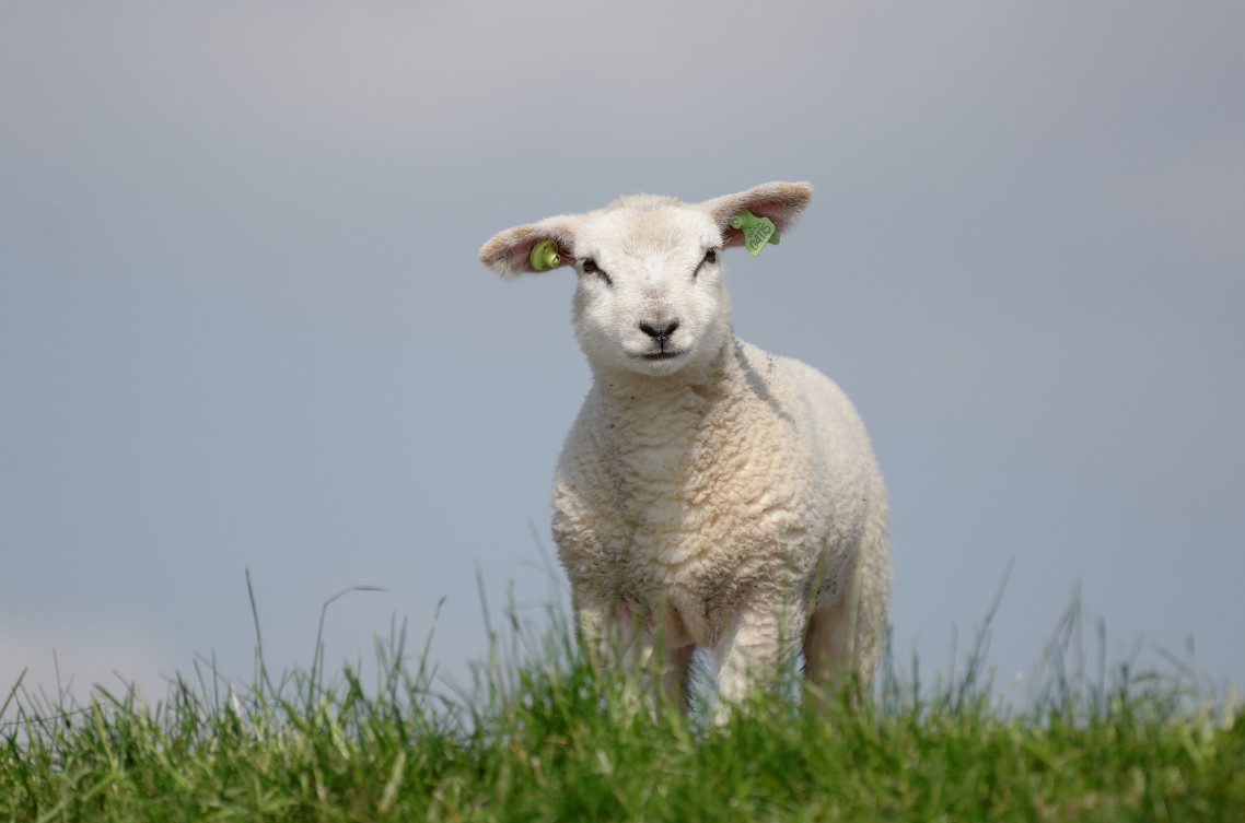 Lammetjes - 4