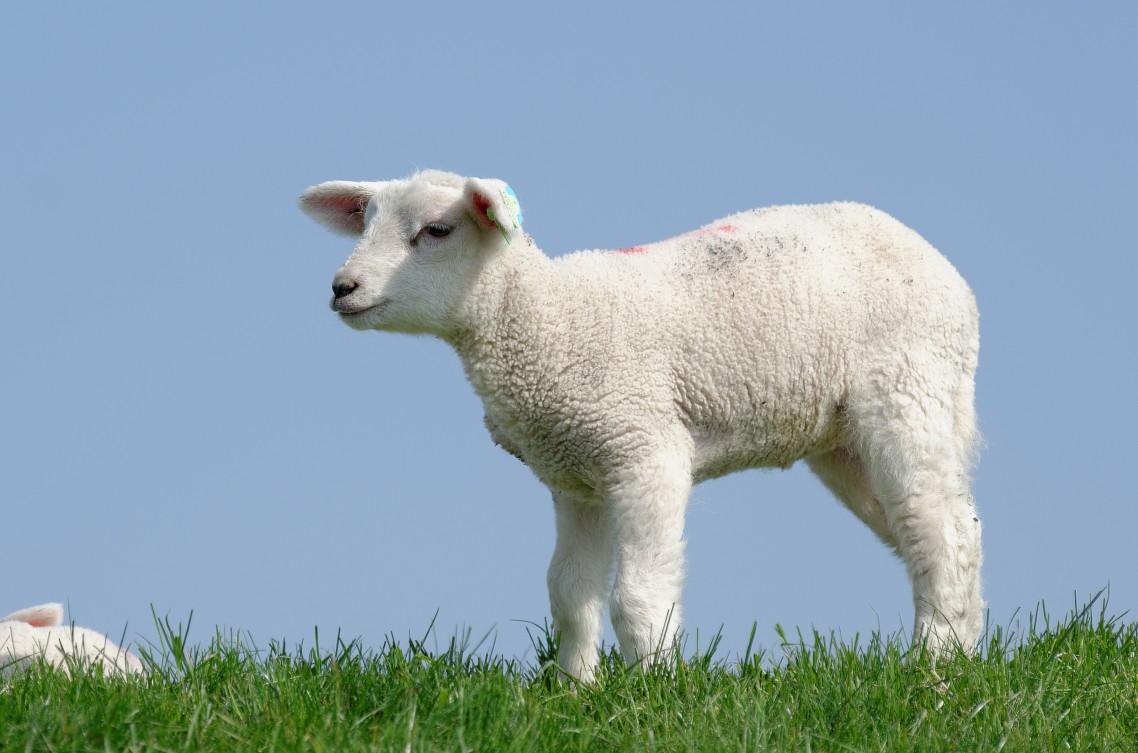Lammetjes - 5