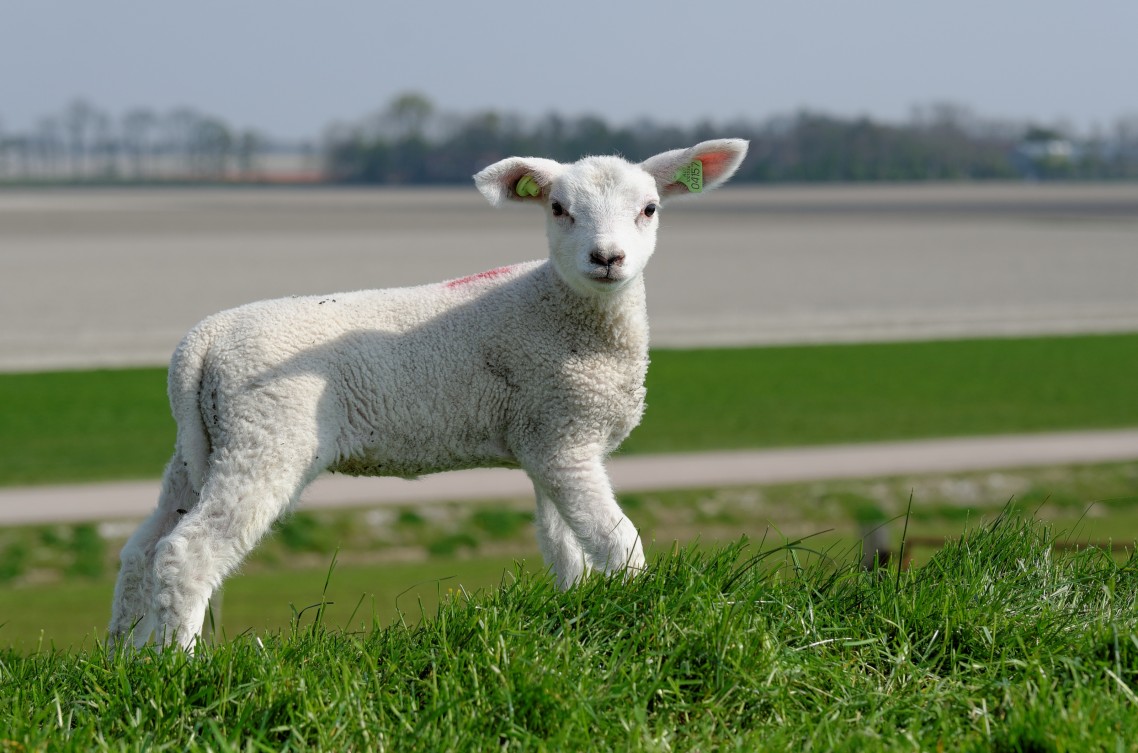 Lammetjes - 6