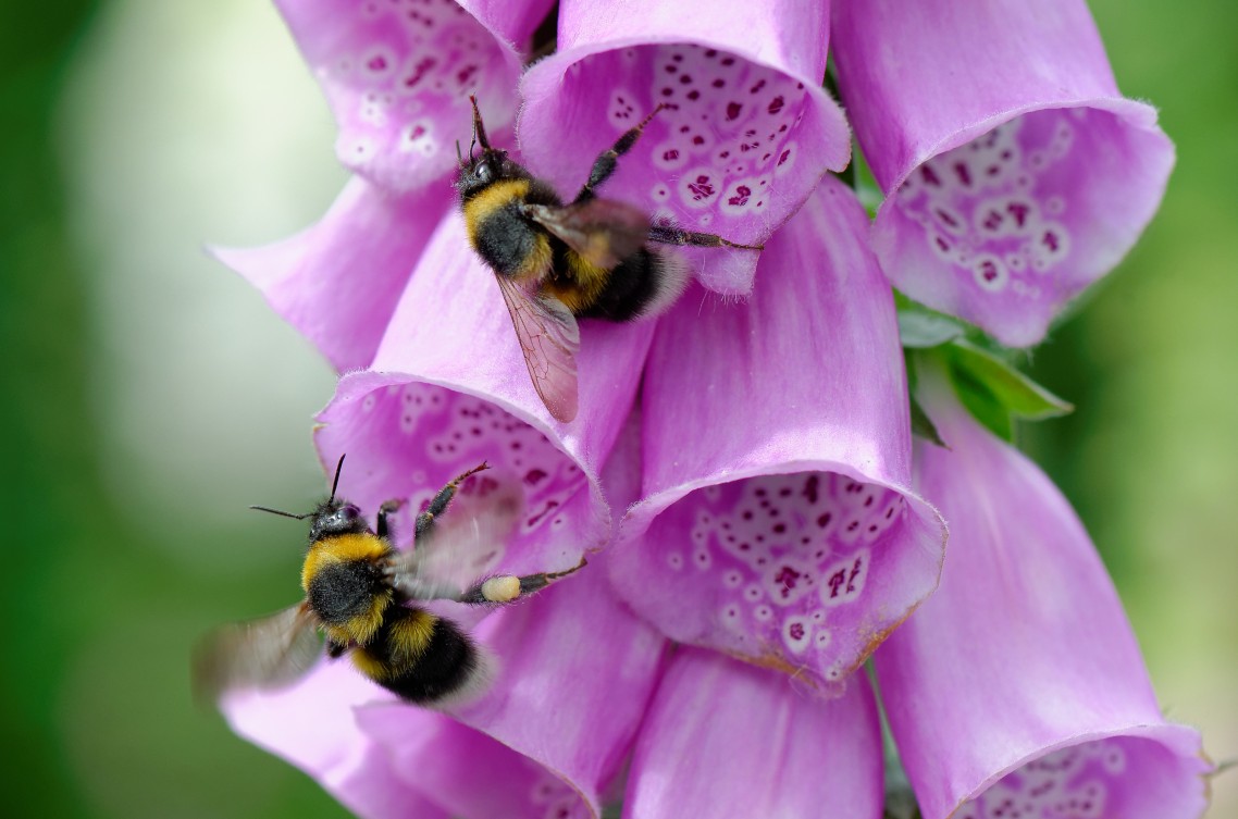 Macro Hommel - 1