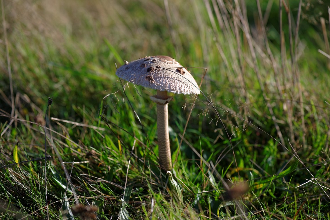 Herfst-Havelte-Paddestoelen-2014-01