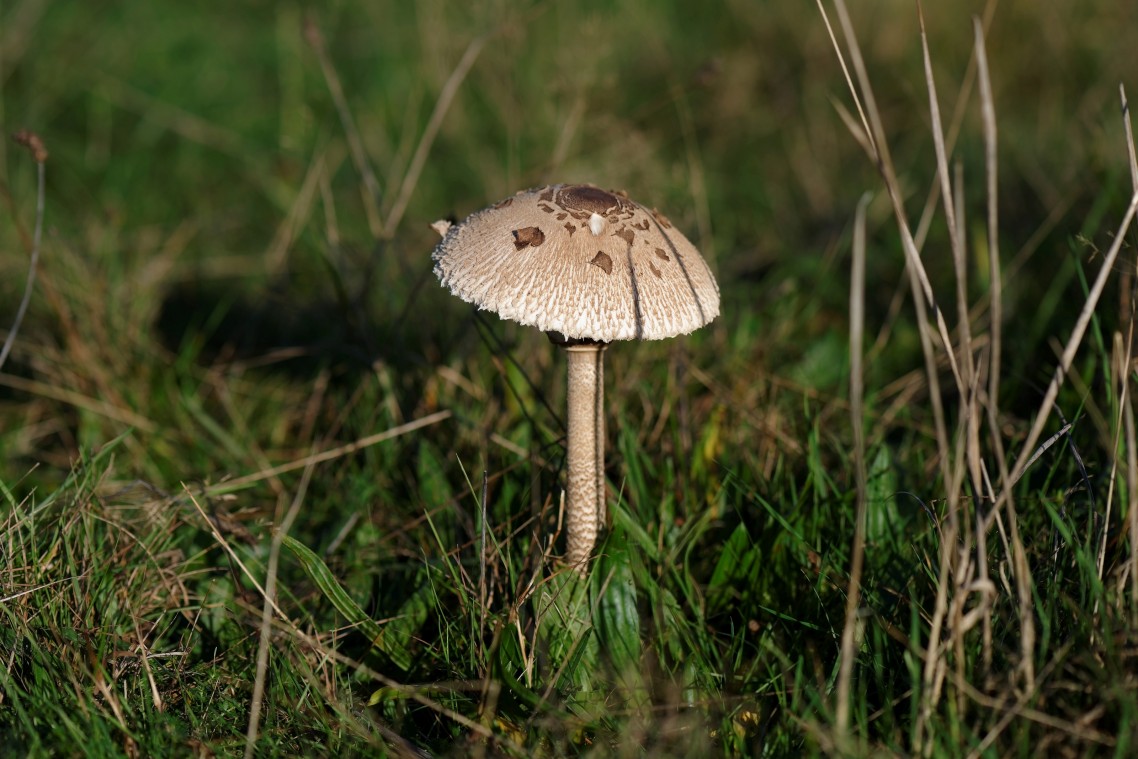 Herfst-Havelte-Paddestoelen-2014-02