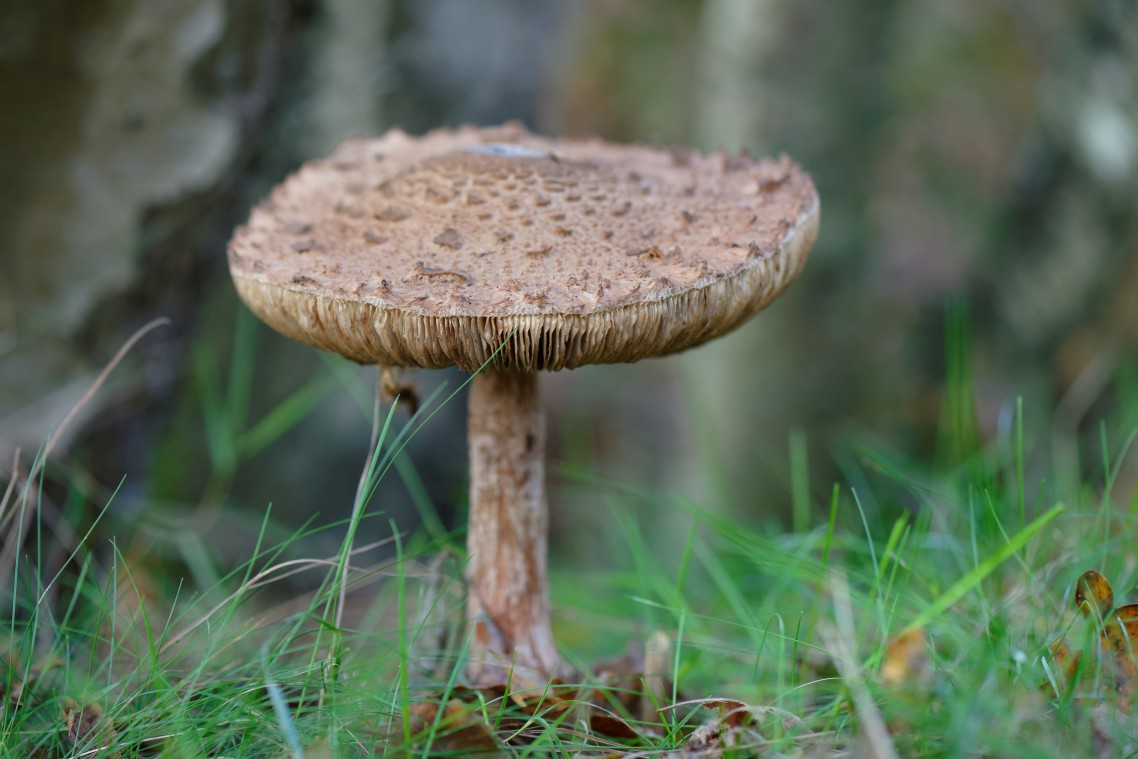 Herfst-Havelte-Paddestoelen-2014-03