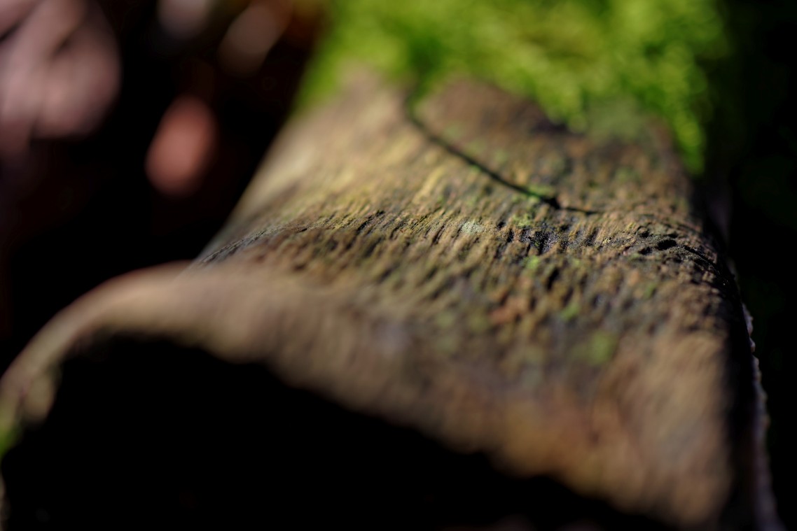 Herfst-Havelte-Paddestoelen-2014-05
