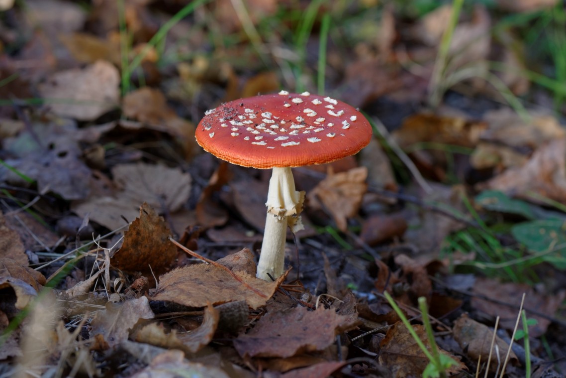 Herfst-Havelte-Paddestoelen-2014-06