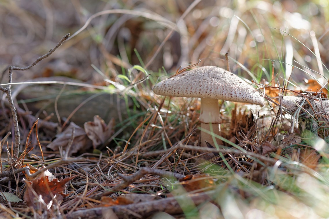 Herfst-Havelte-Paddestoelen-2014-07