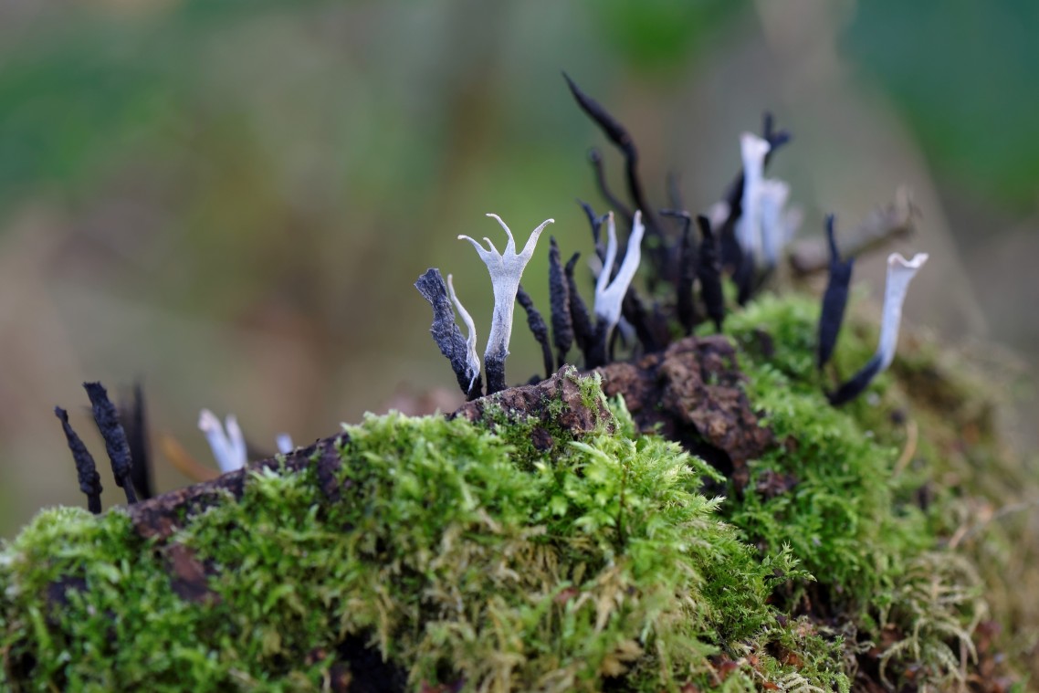 Herfst-Havelte-Paddestoelen-2014-08