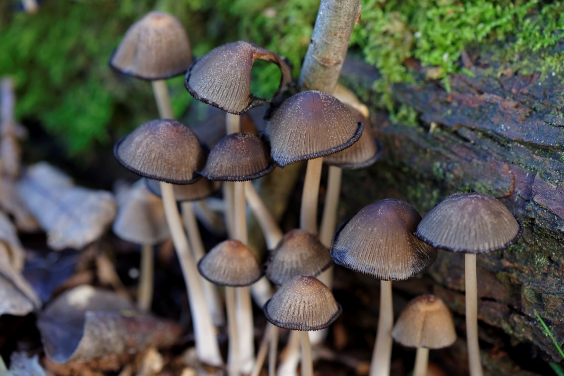 Herfst-Havelte-Paddestoelen-2014-09