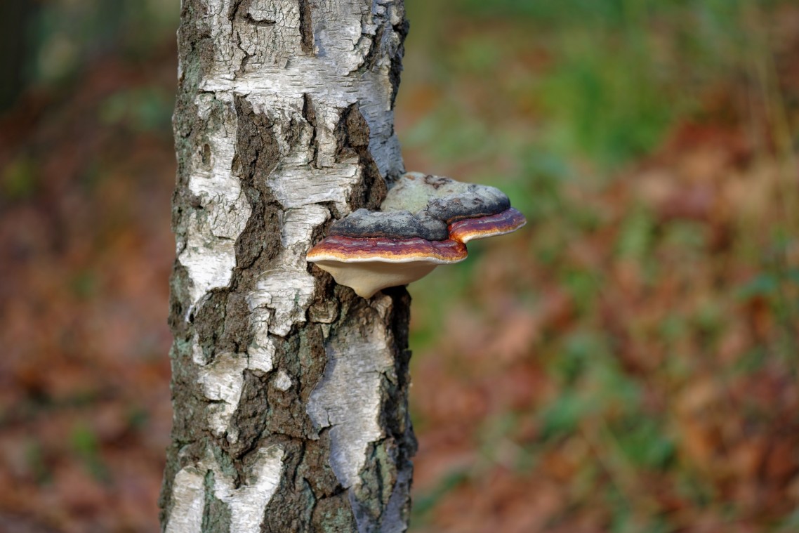 Herfst-Havelte-Paddestoelen-2014-10