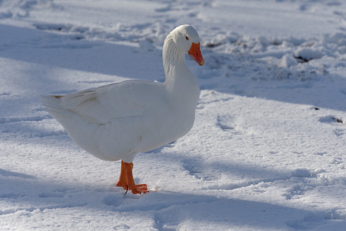 Sneew Meppel - 09
