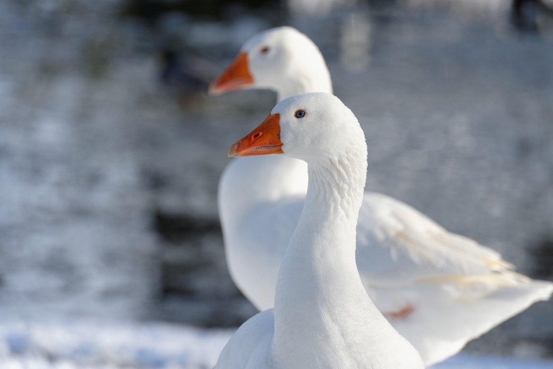 Sneew Meppel - 11